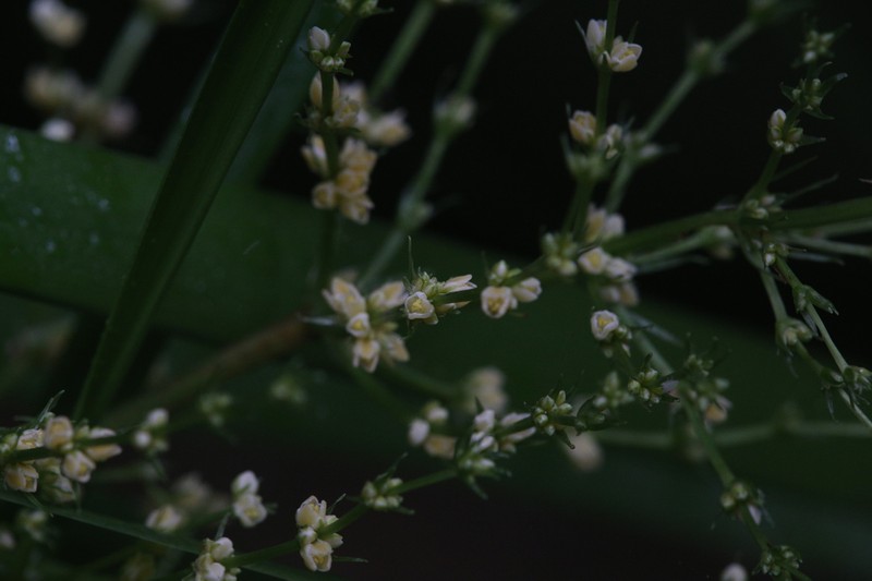Lomandra altior photo 3