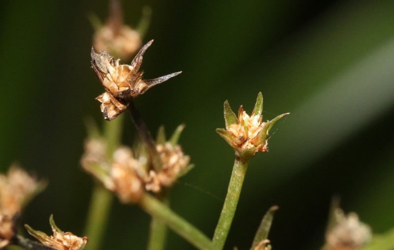Lomandra altior photo 4