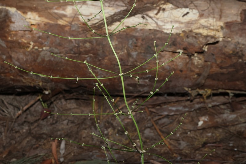 Lomandra beaniana