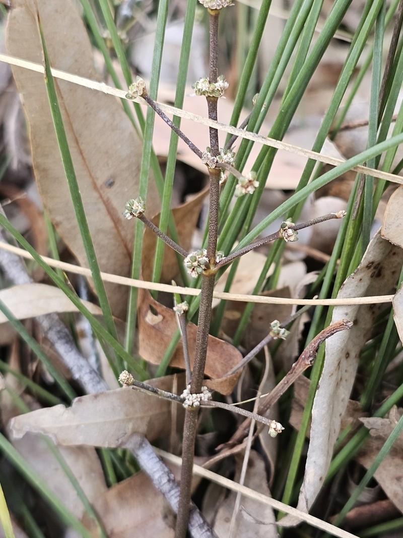 Lomandra beaniana photo 2