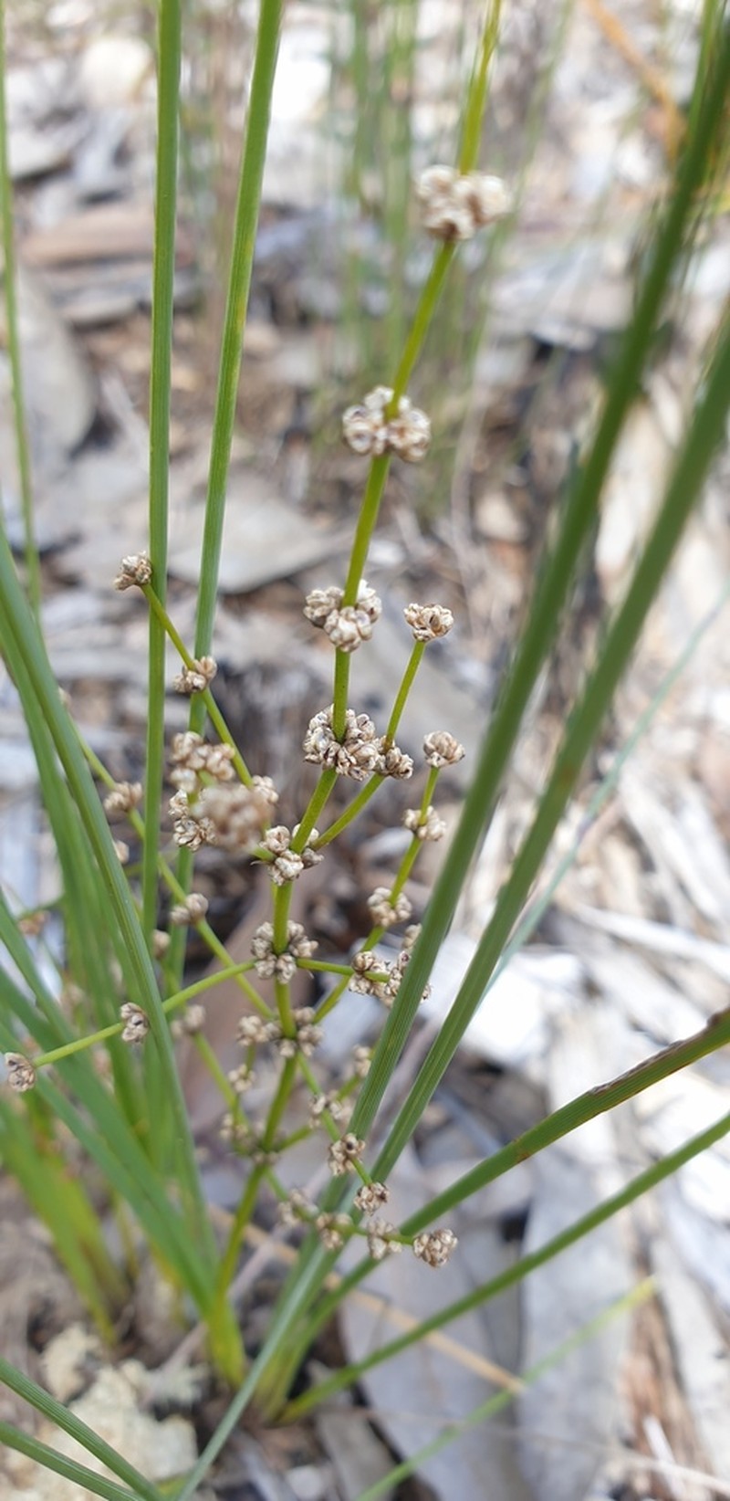 Lomandra beaniana photo 3