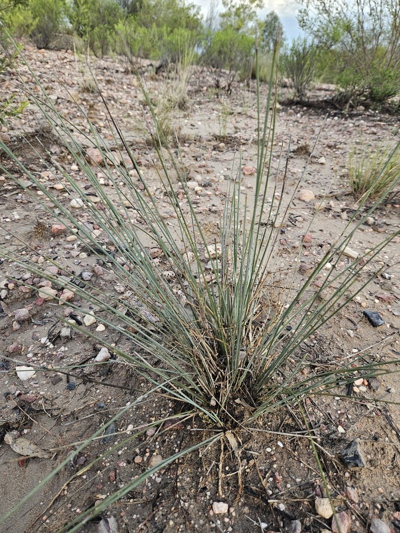 Lomandra beaniana photo 4