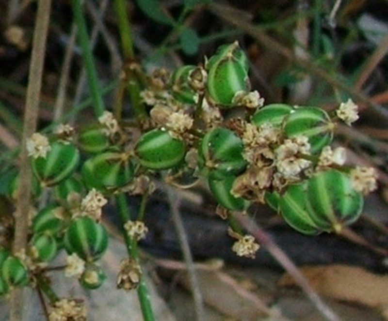 Lomandra beaniana photo 5