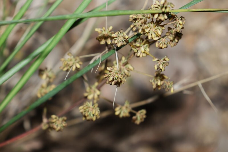 Lomandra beaniana photo 6