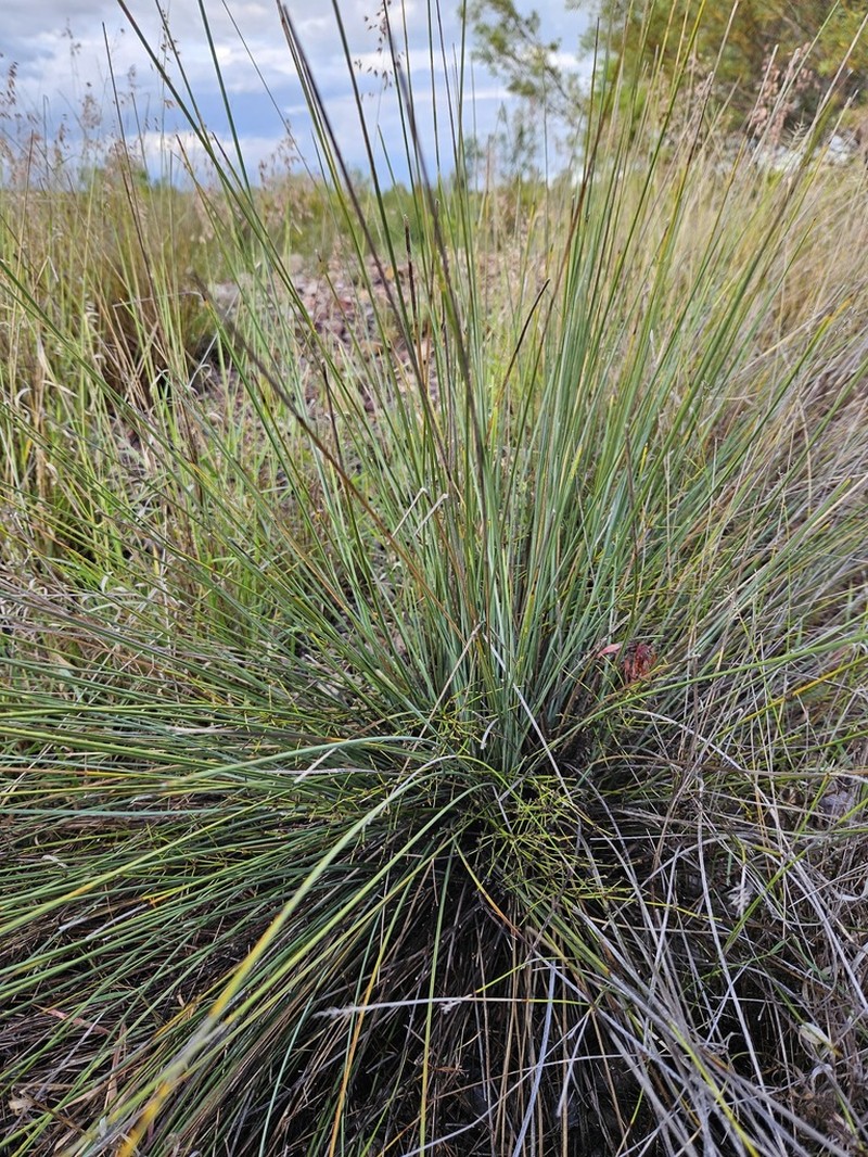 Lomandra beaniana photo 7