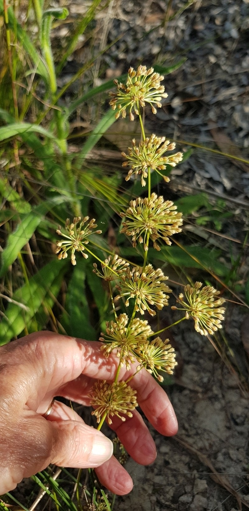 Lomandra beaniana photo 8