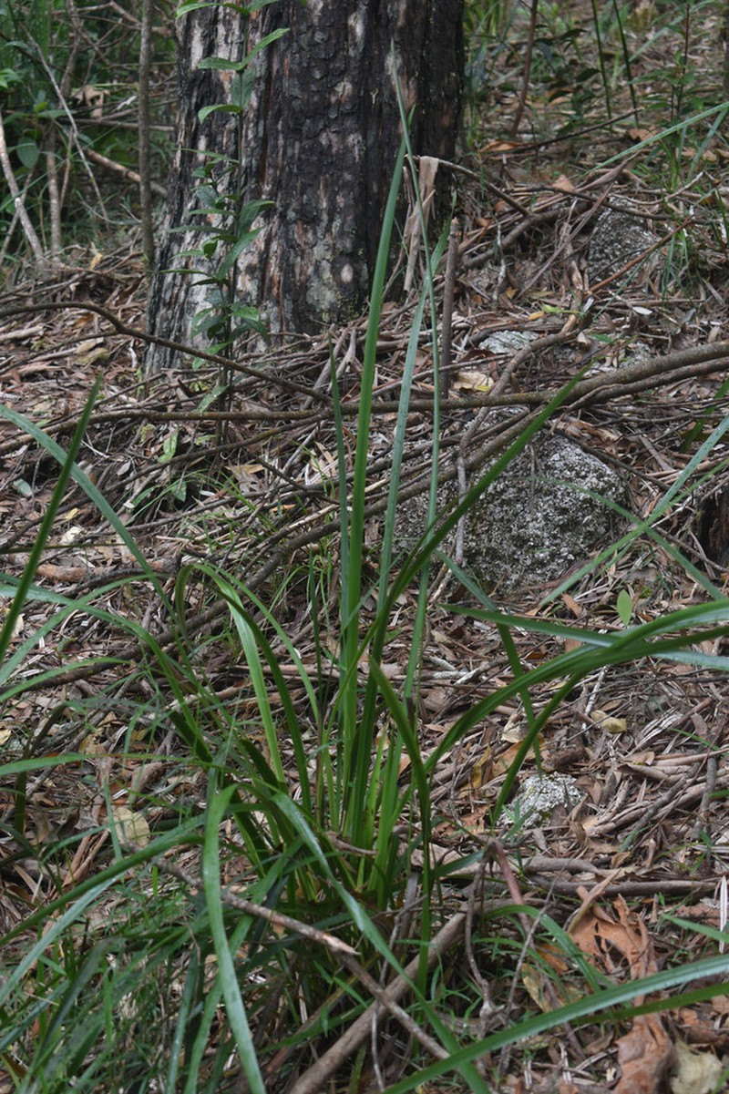 Lomandra breviscapa