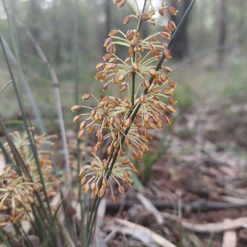 Lomandra briggsiana