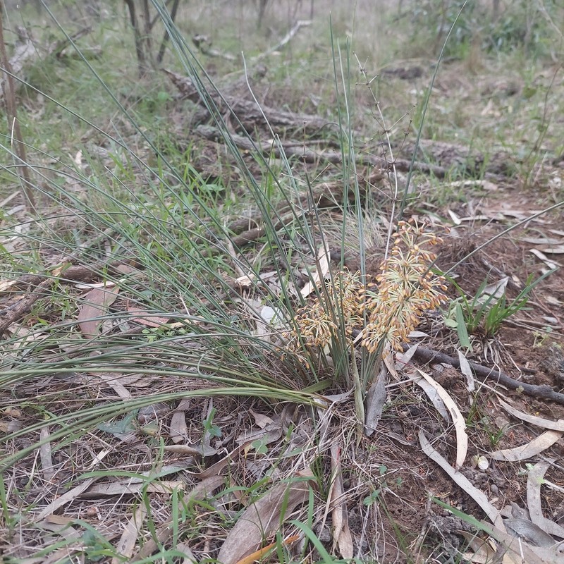 Lomandra briggsiana photo 2