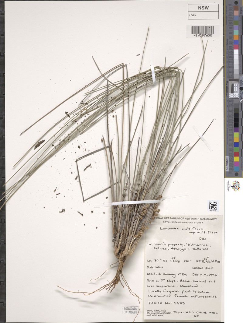 Lomandra briggsiana photo 3