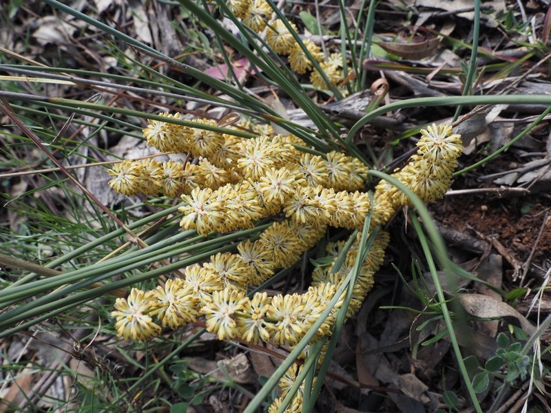 Lomandra briggsiana photo 4