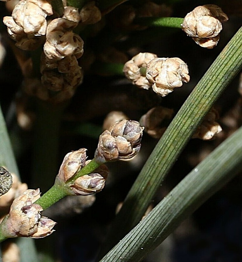 Lomandra briggsiana photo 5