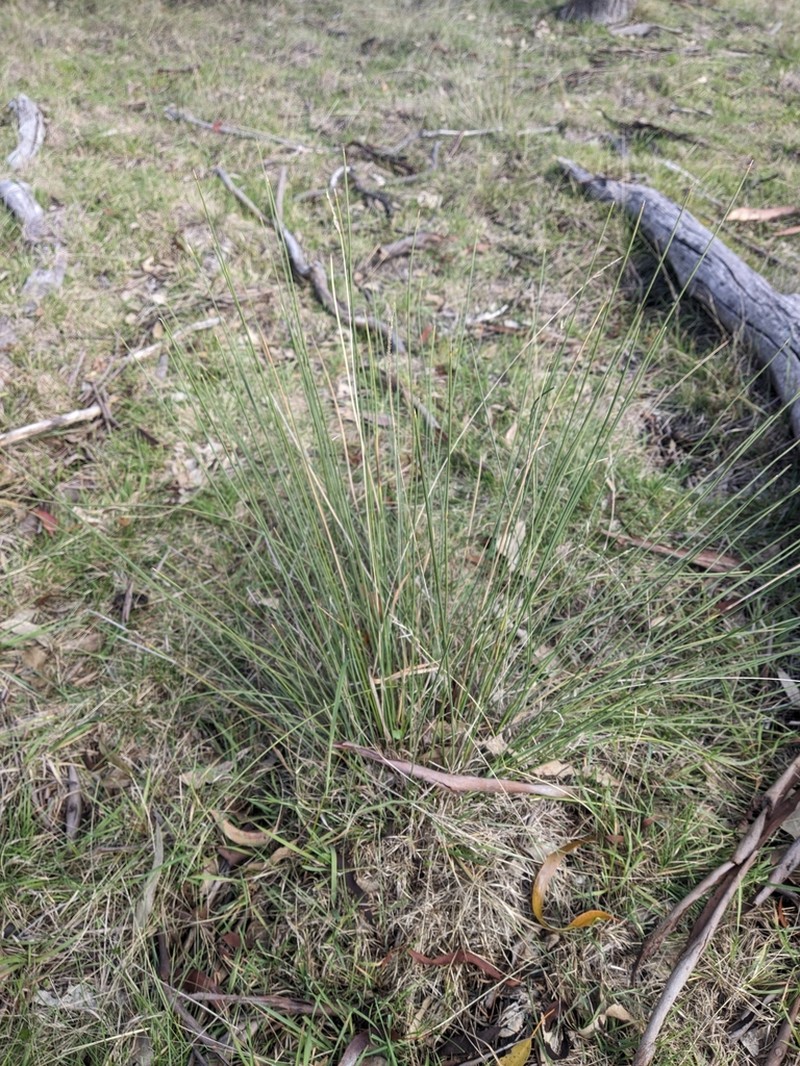 Lomandra briggsiana photo 6