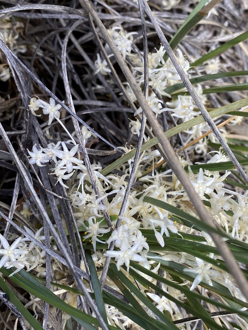 Lomandra marginata
