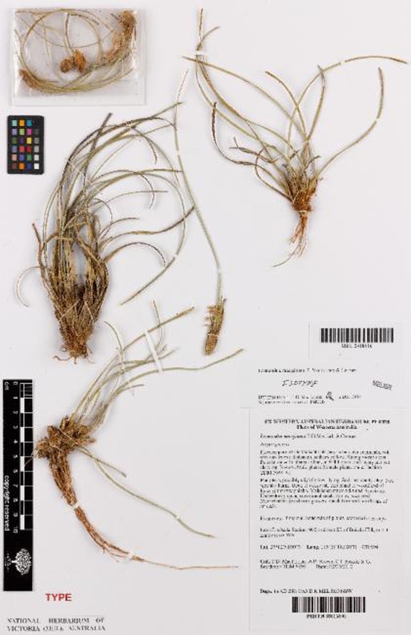 Lomandra marginata photo 2