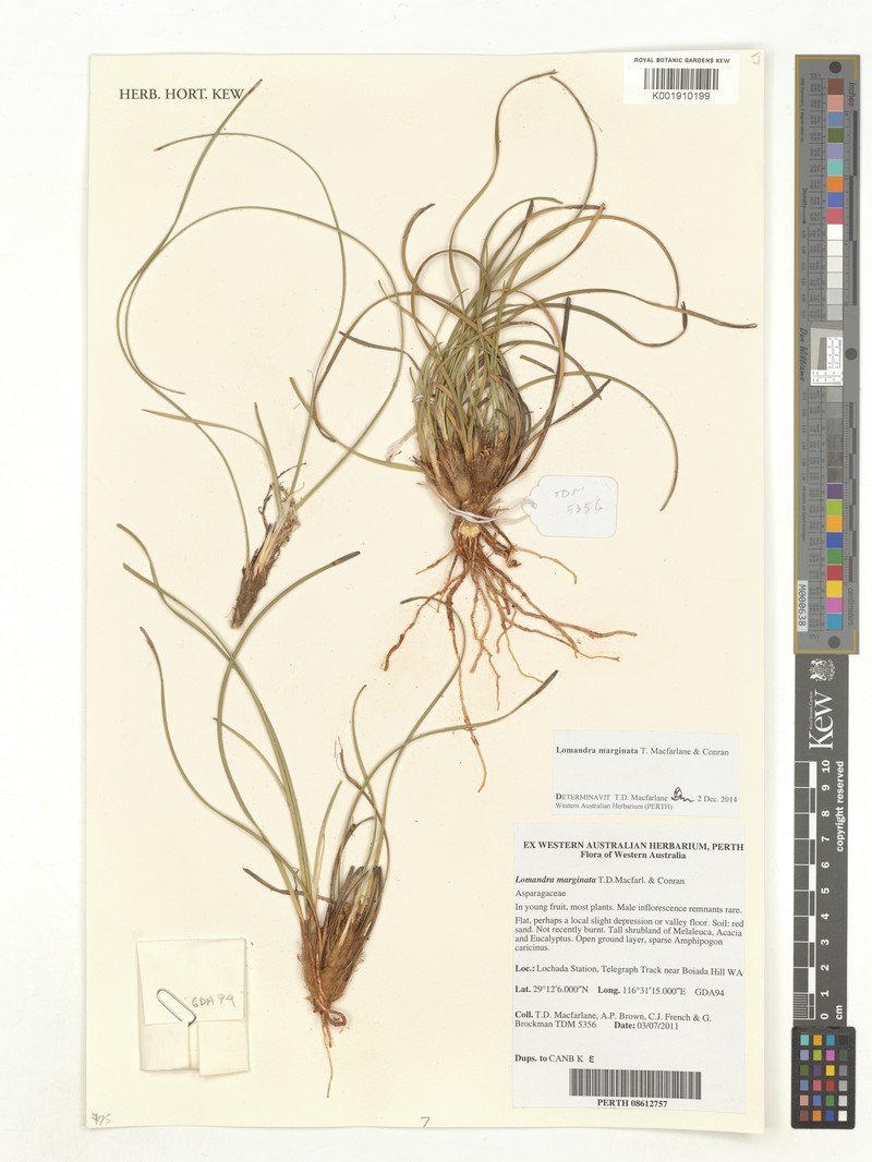 Lomandra marginata photo 3