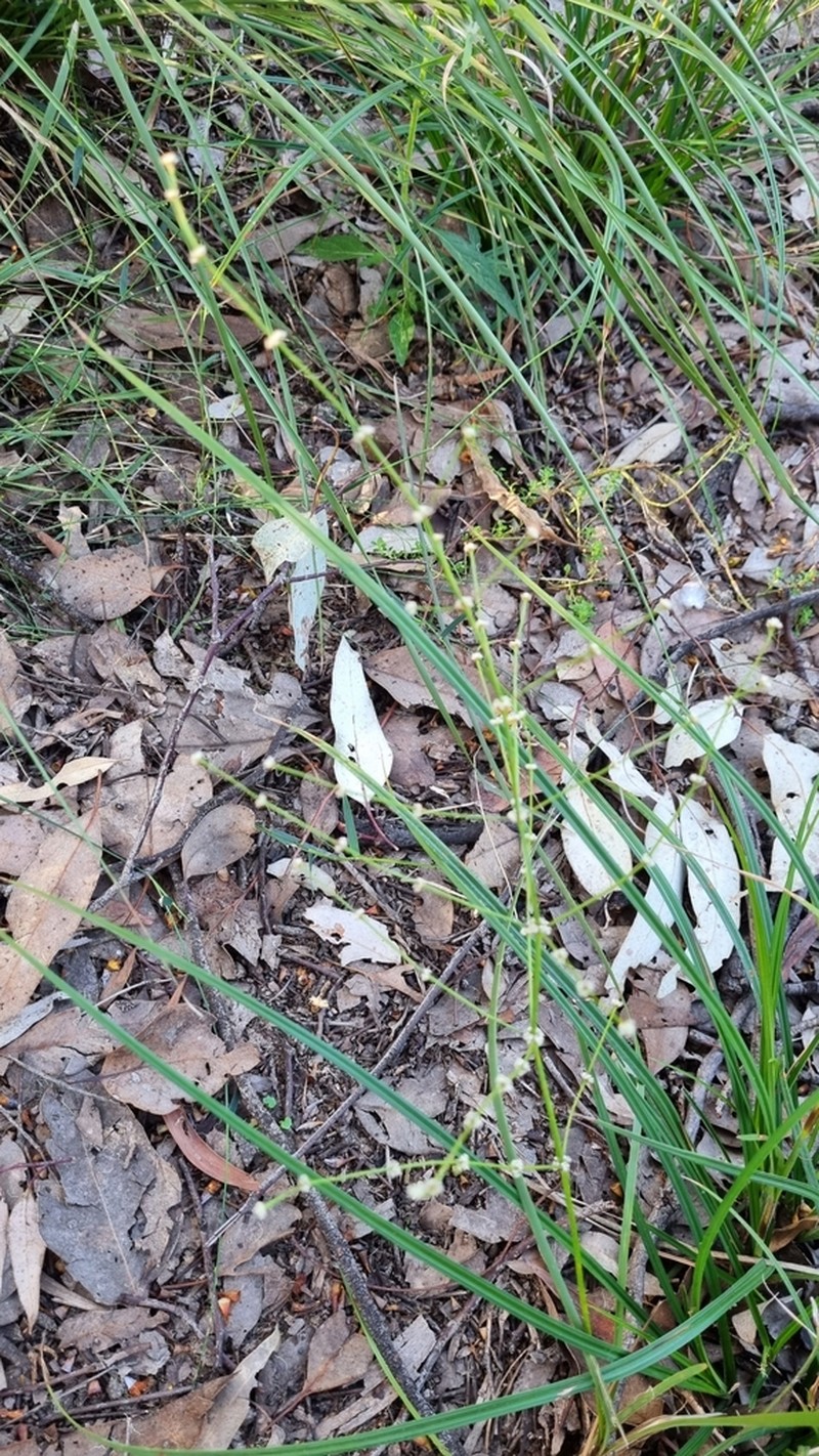 Lomandra ramosissima