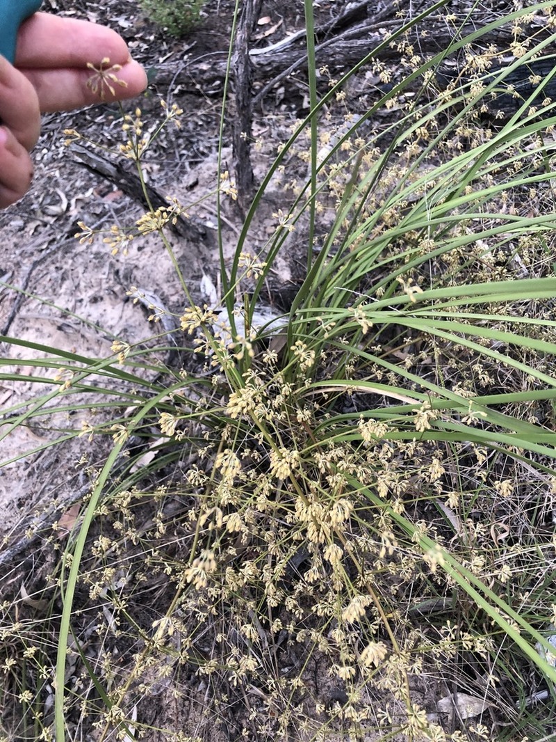 Lomandra ramosissima photo 2