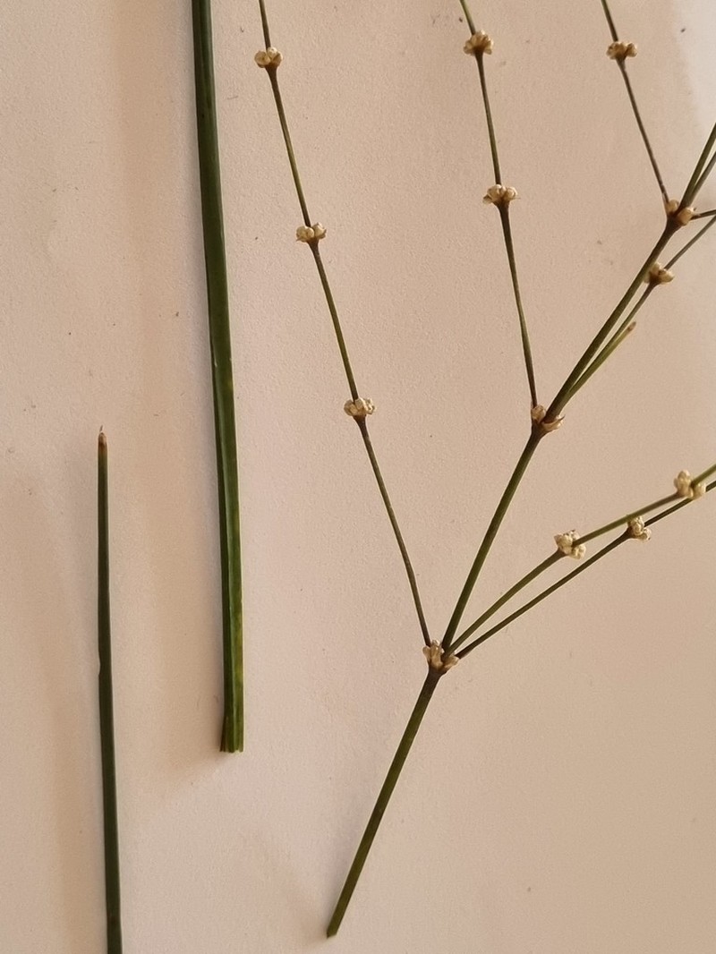 Lomandra ramosissima photo 3