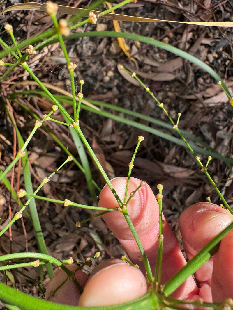 Lomandra ramosissima photo 4