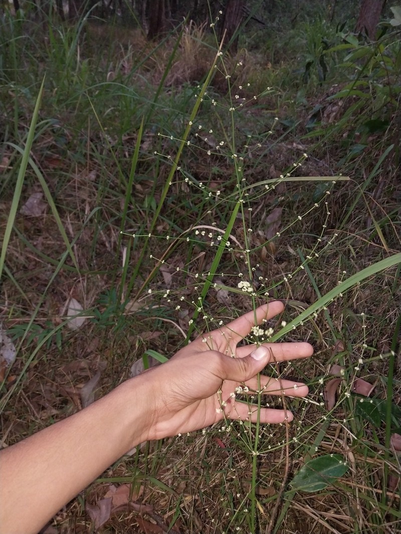 Lomandra ramosissima photo 5