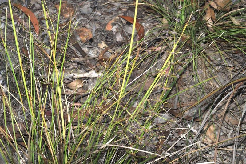 Lomandra ramosissima photo 6