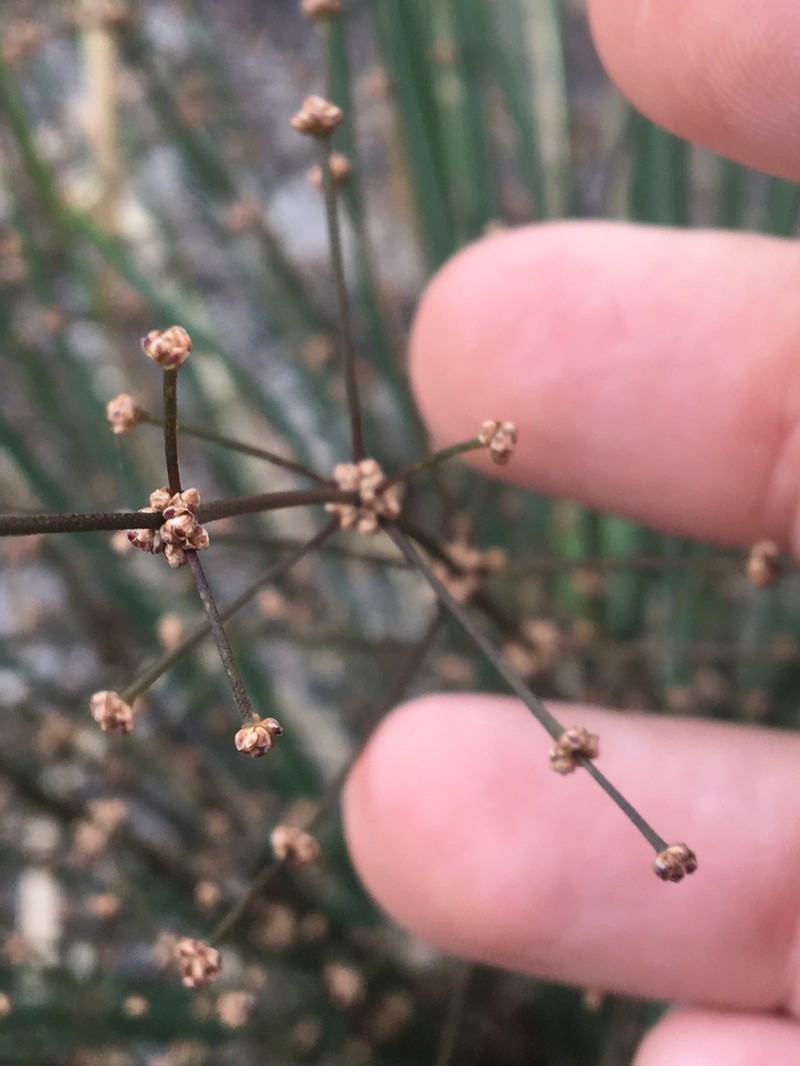 Lomandra ramosissima photo 8