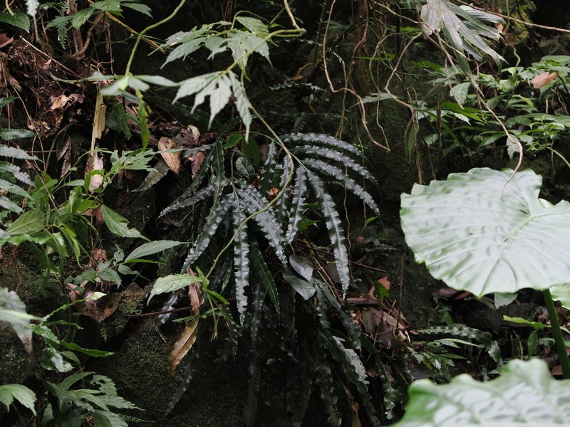 Lomariopsis boninensis