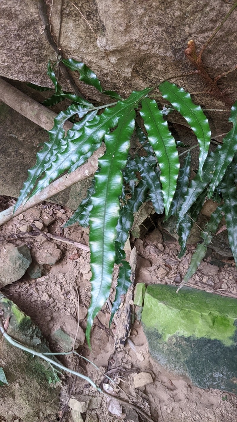 Lomariopsis boninensis photo 2