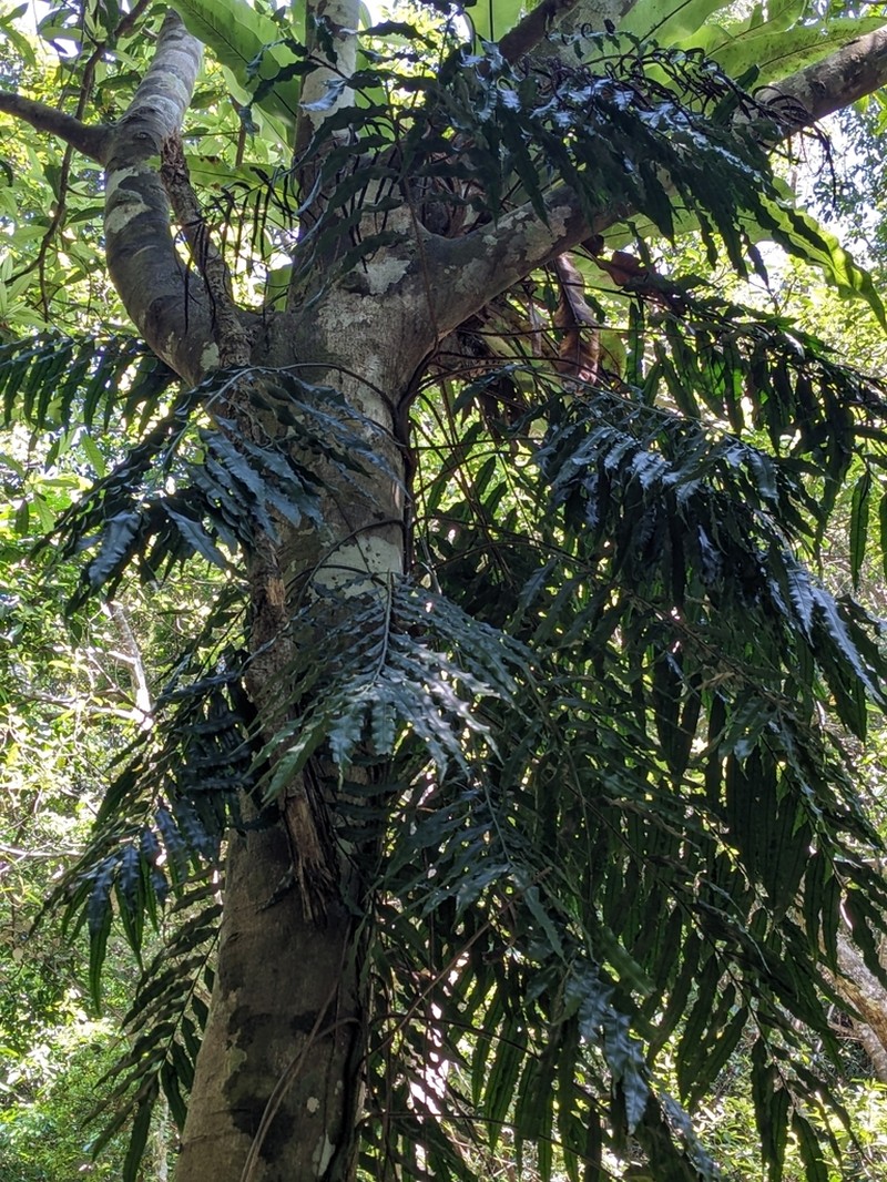 Lomariopsis boninensis photo 3