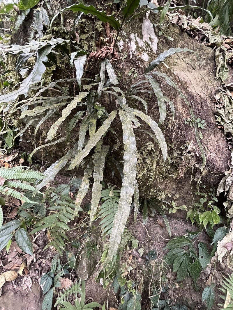 Lomariopsis boninensis photo 4