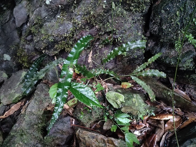 Lomariopsis boninensis photo 5