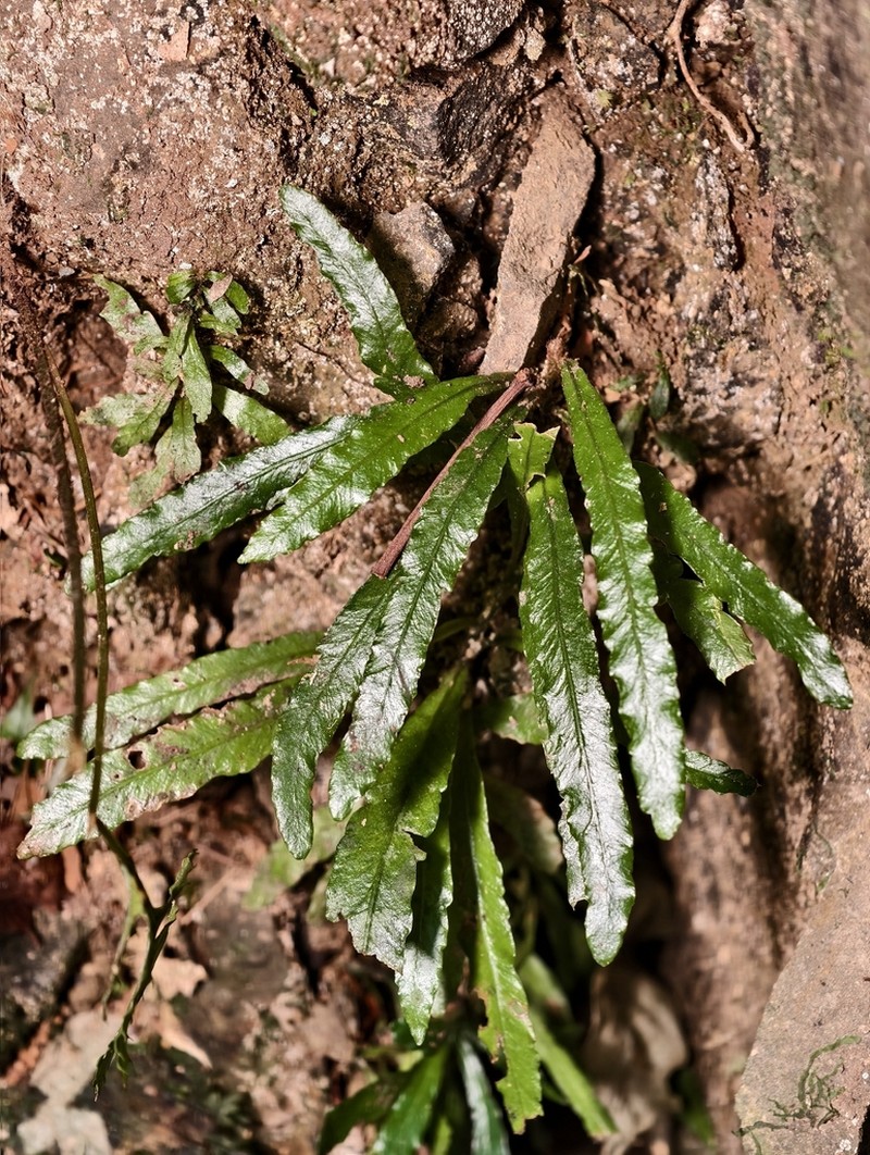 Lomariopsis boninensis photo 6