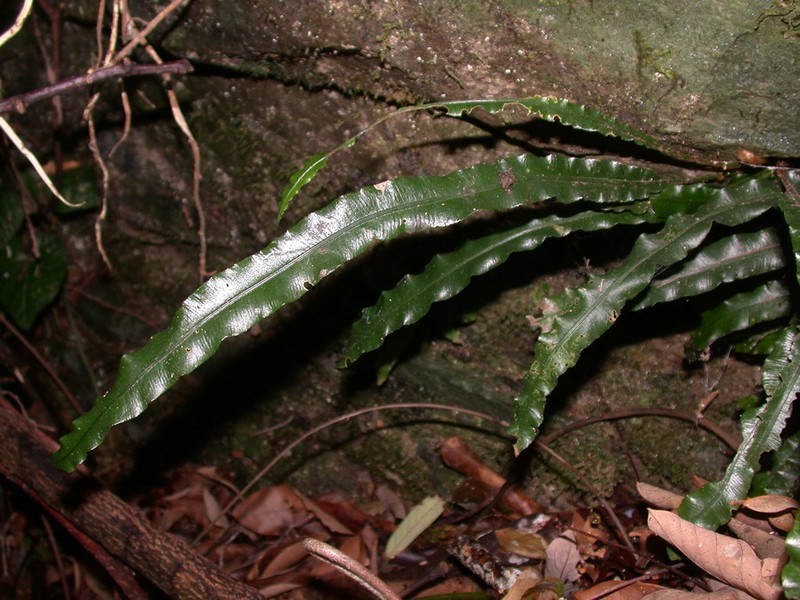 Lomariopsis boninensis photo 7