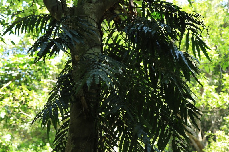 Lomariopsis boninensis photo 8