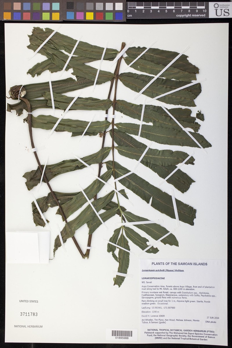 Lomariopsis brackenridgei photo 2