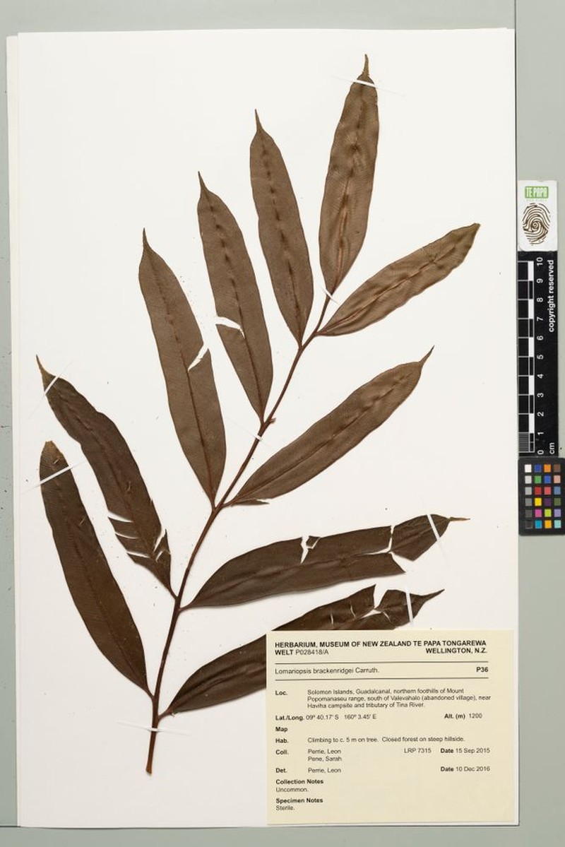 Lomariopsis brackenridgei photo 3