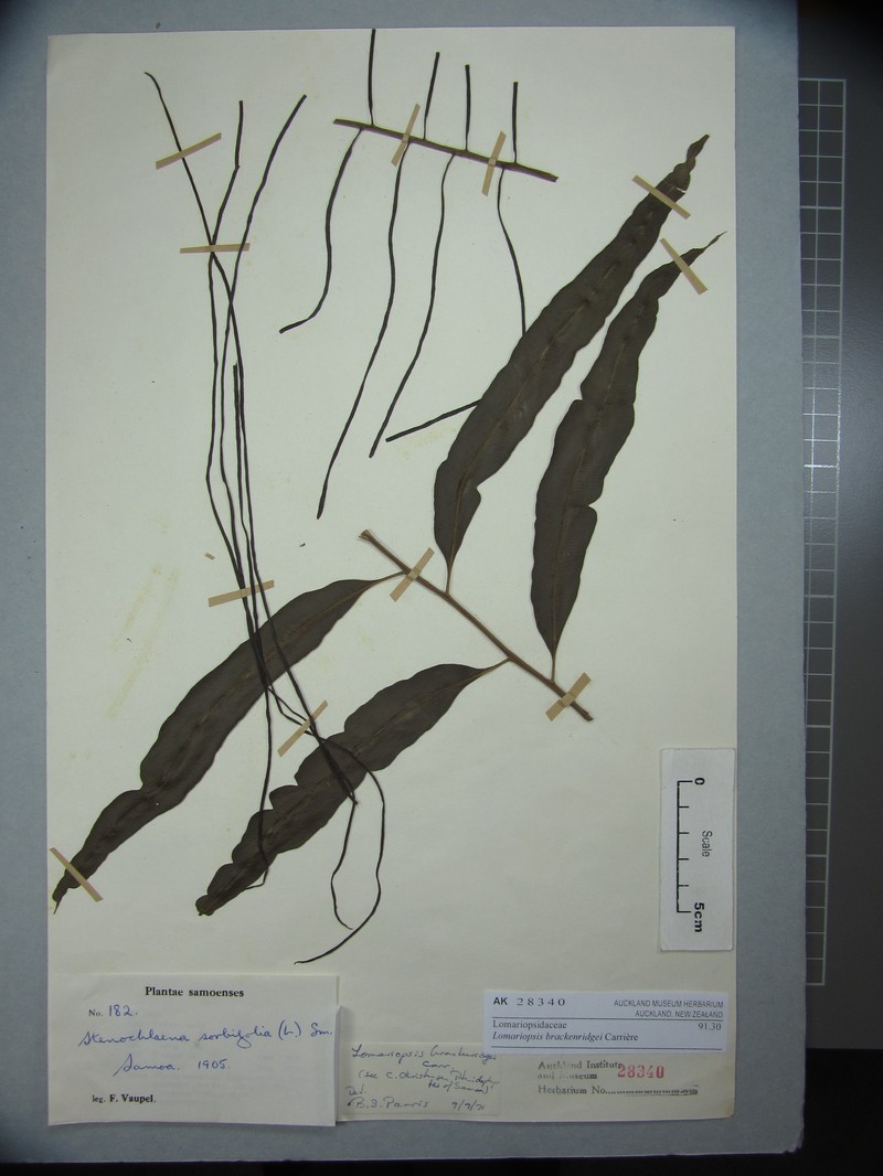 Lomariopsis brackenridgei