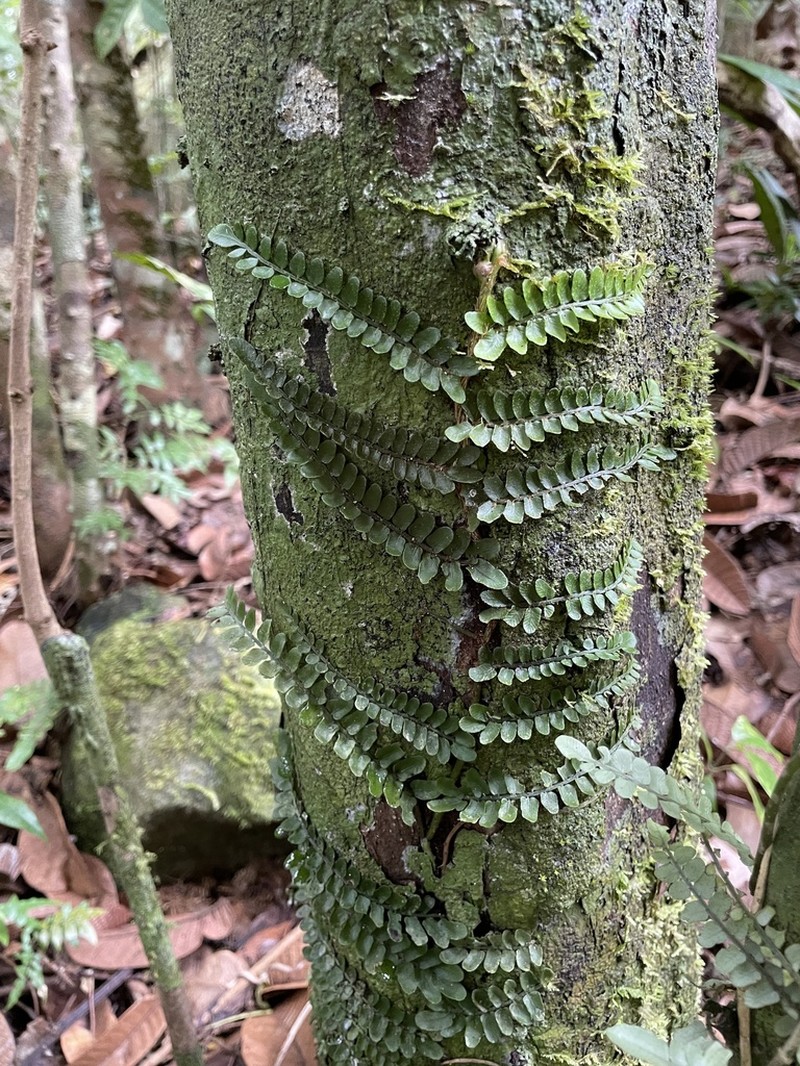 Lomariopsis commersonii