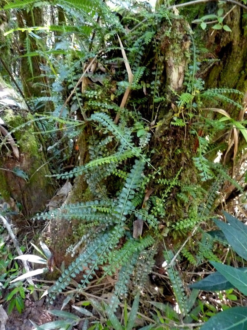 Lomariopsis commersonii photo 2