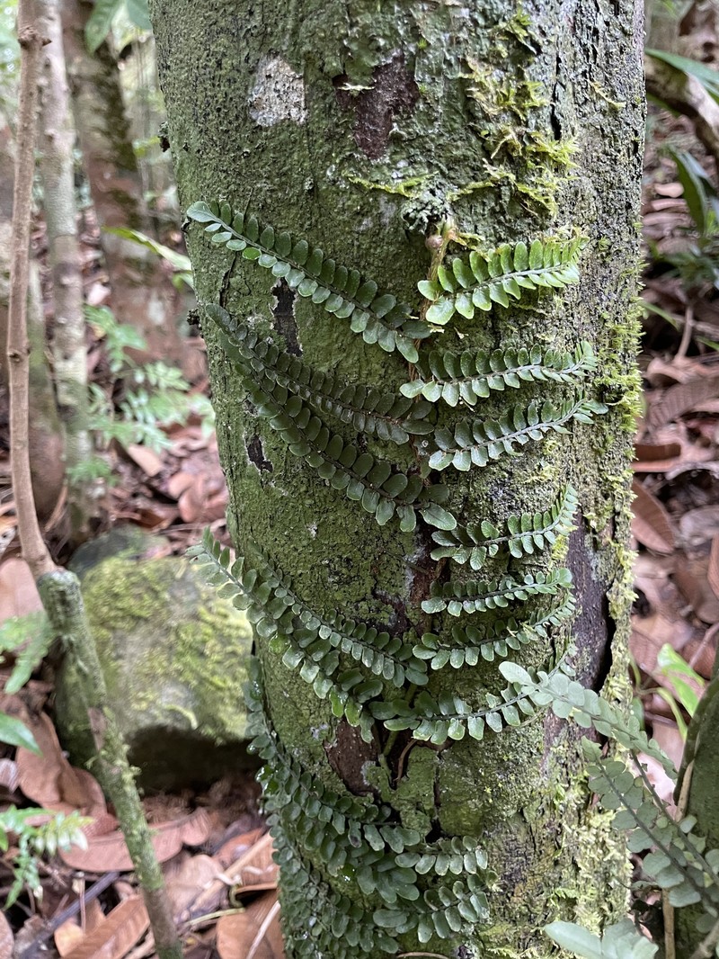 Lomariopsis commersonii photo 3