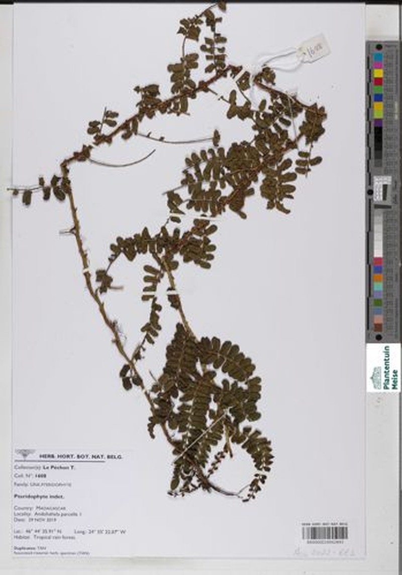 Lomariopsis commersonii photo 4