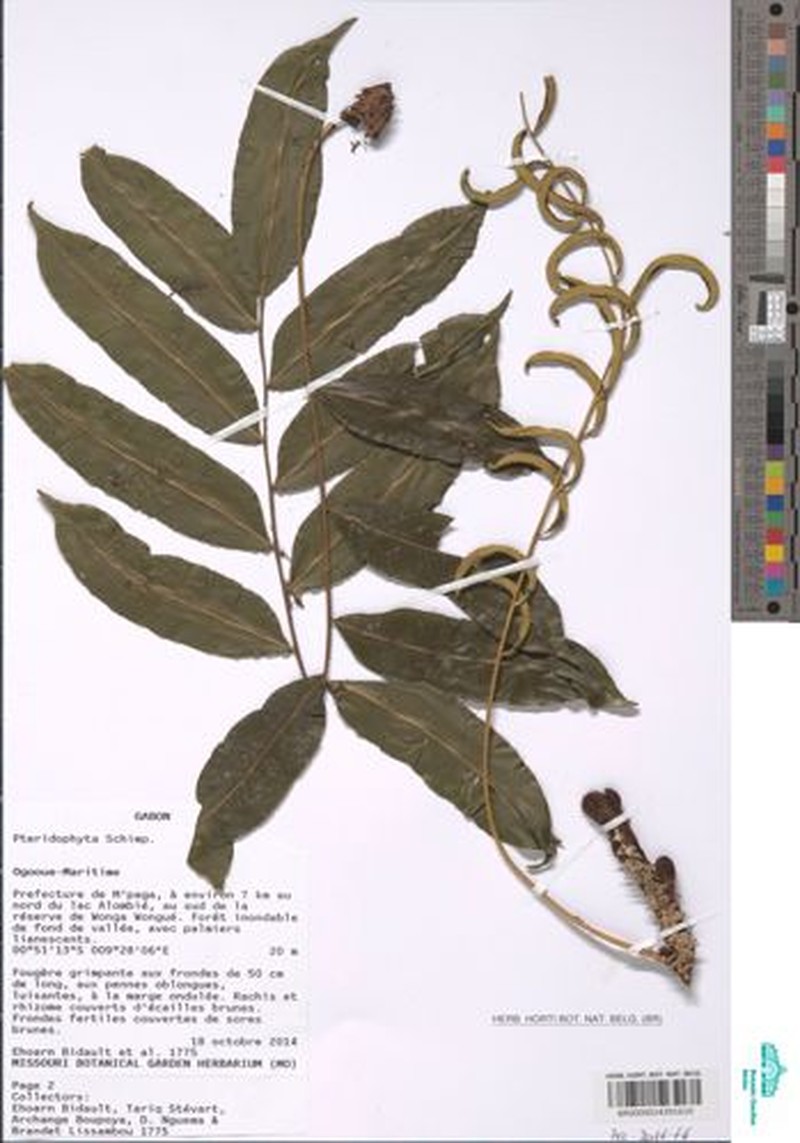 Lomariopsis congoensis