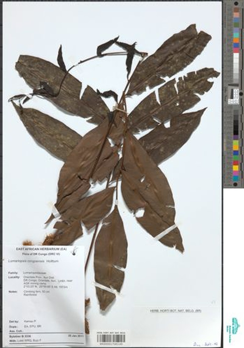 Lomariopsis congoensis photo 2
