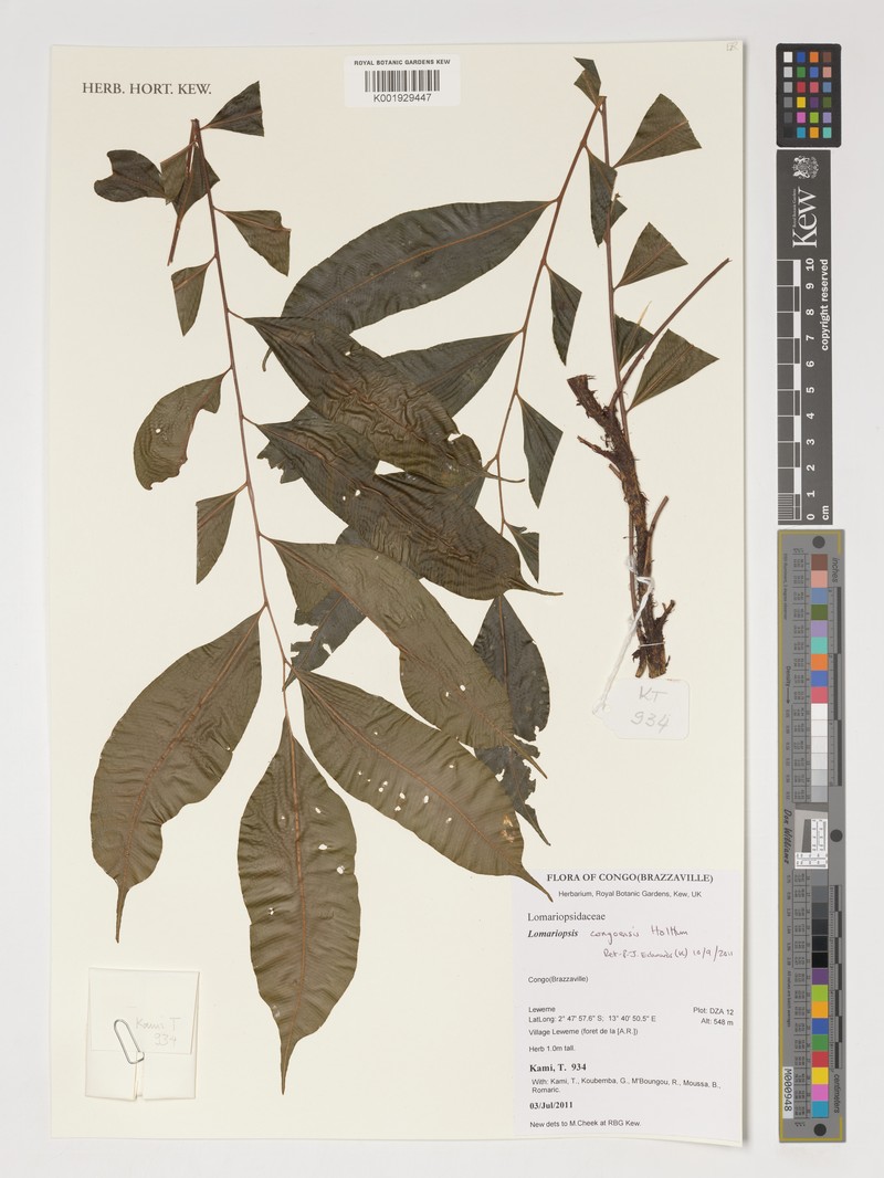 Lomariopsis congoensis photo 3