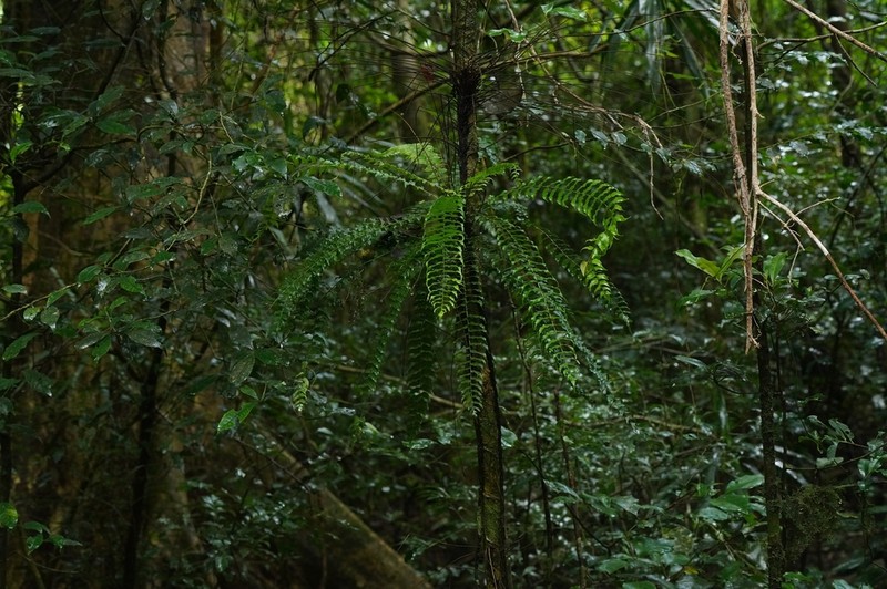 Lomariopsis cordata