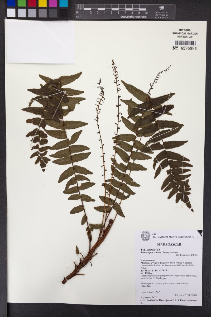 Lomariopsis cordata photo 2