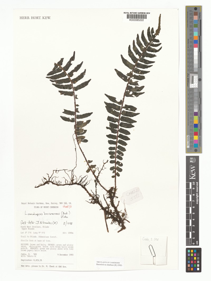 Lomariopsis decrescens