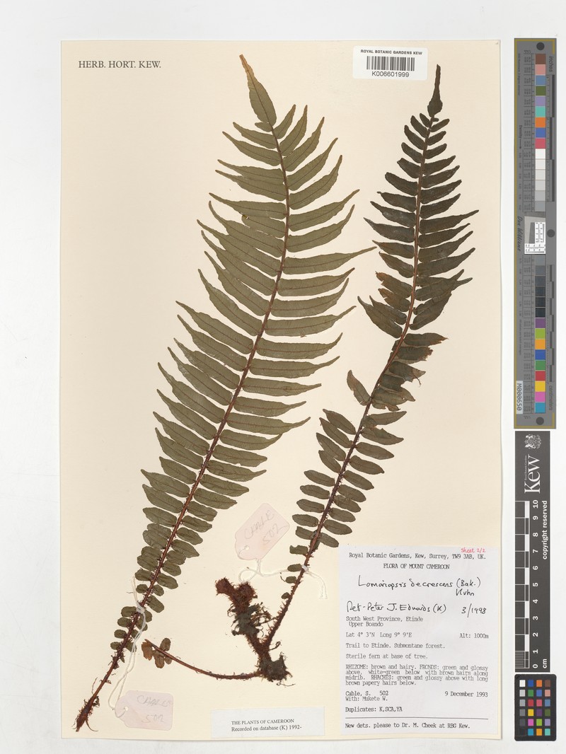Lomariopsis decrescens photo 2