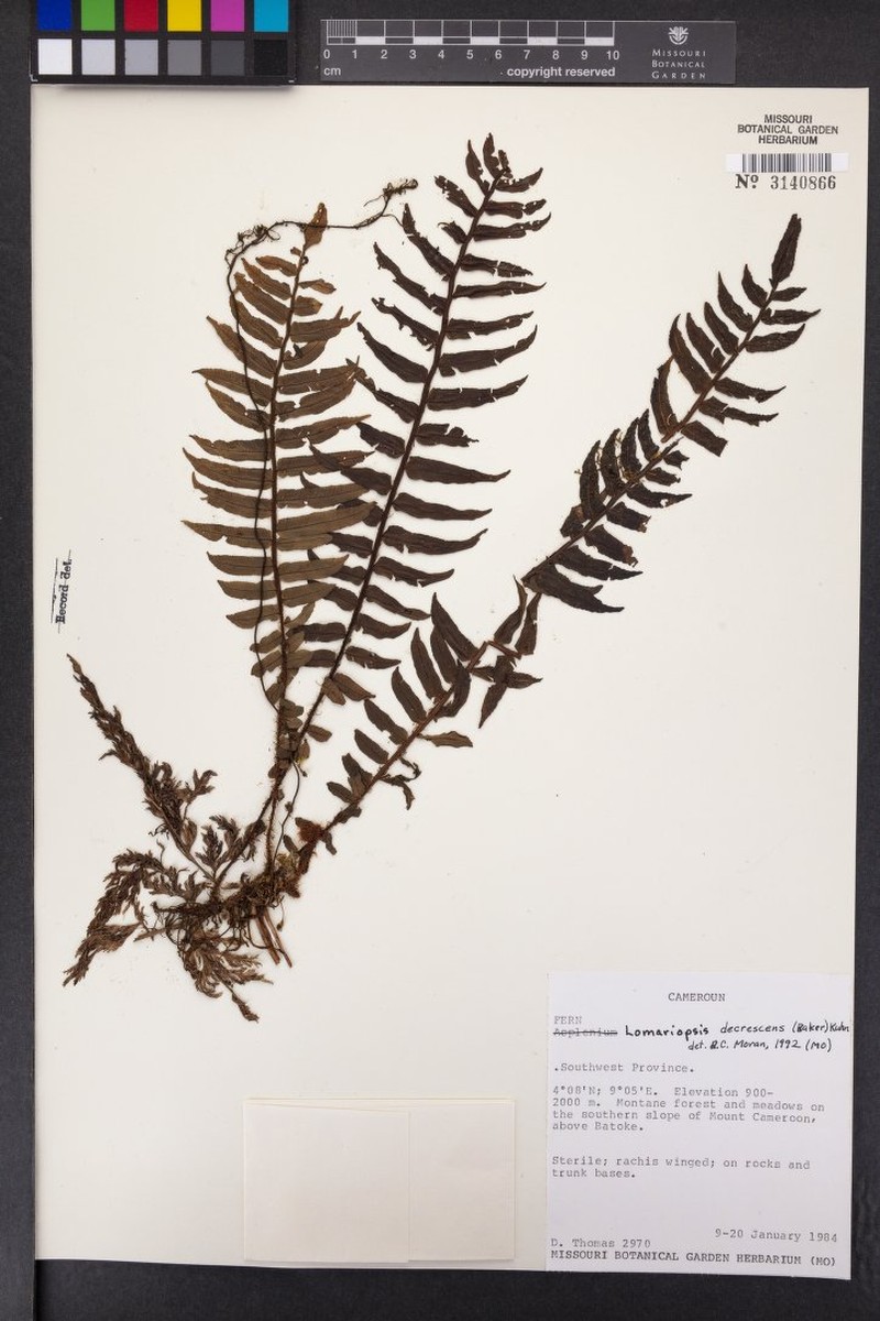 Lomariopsis decrescens photo 3